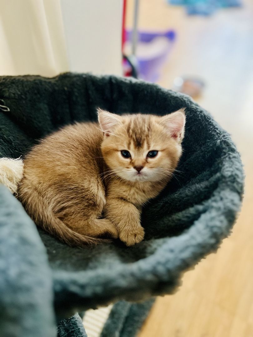 Bkh kitten reinrassig