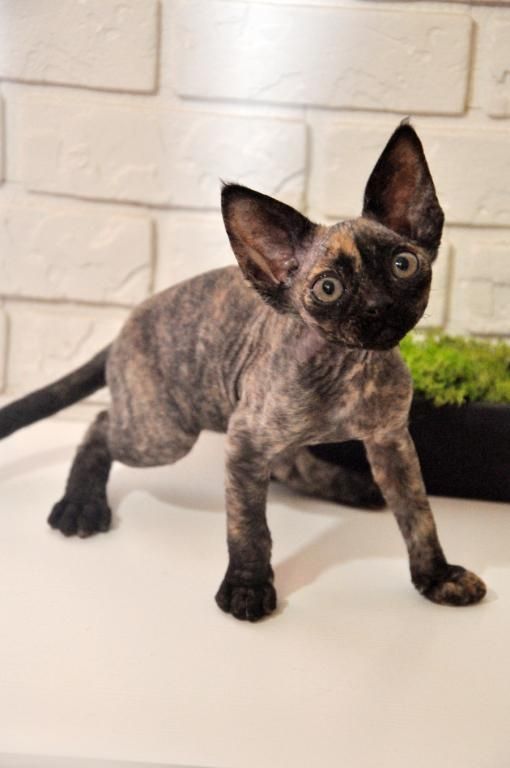 gesunden Devon Rex Kätzche