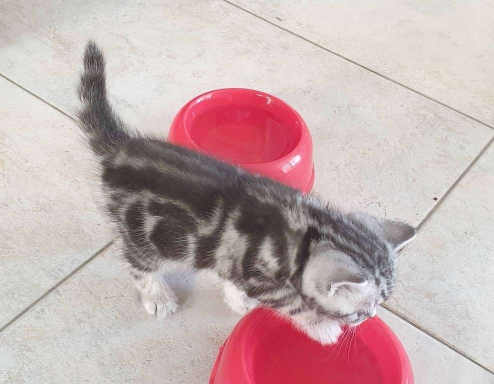 BKH Britisch Kurzhaar Katzen