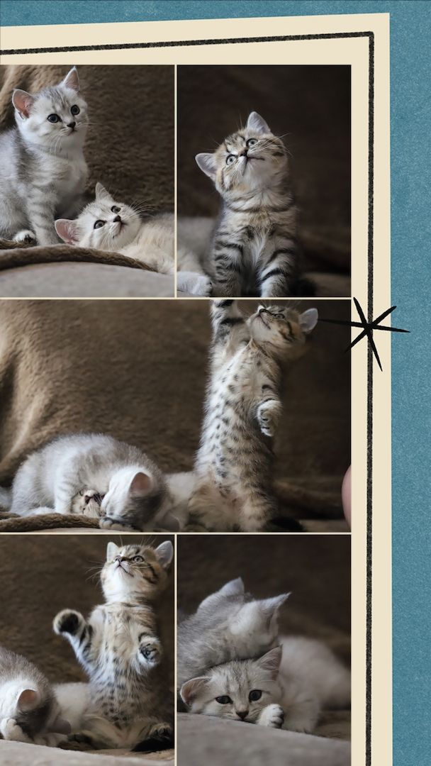 BKH Britisch Kurzhaar Mädchen suchen ein zu Hause