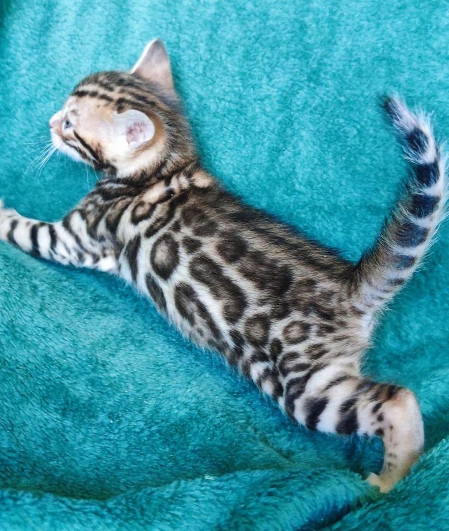 Bengal katze