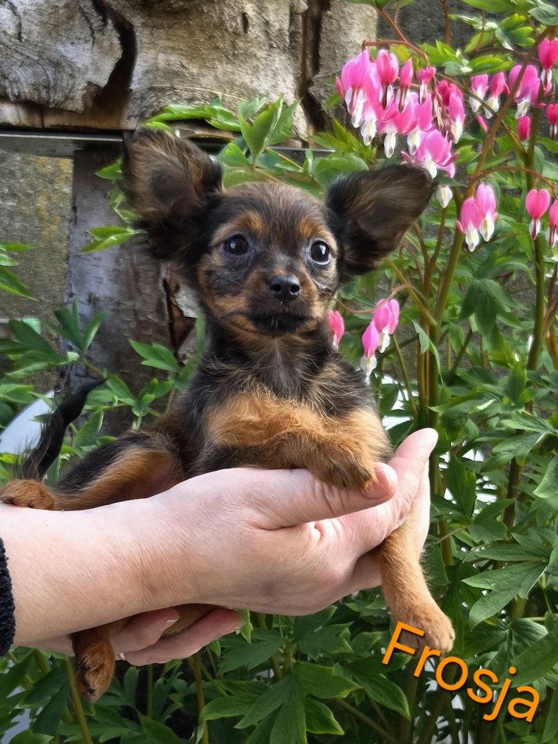 Russkiy Toy langhaarig Welpen mit FCI-VDH Ahnentafel Russkiy Toy langhaarig Welpen mit FCI-VDH Ahnentafel