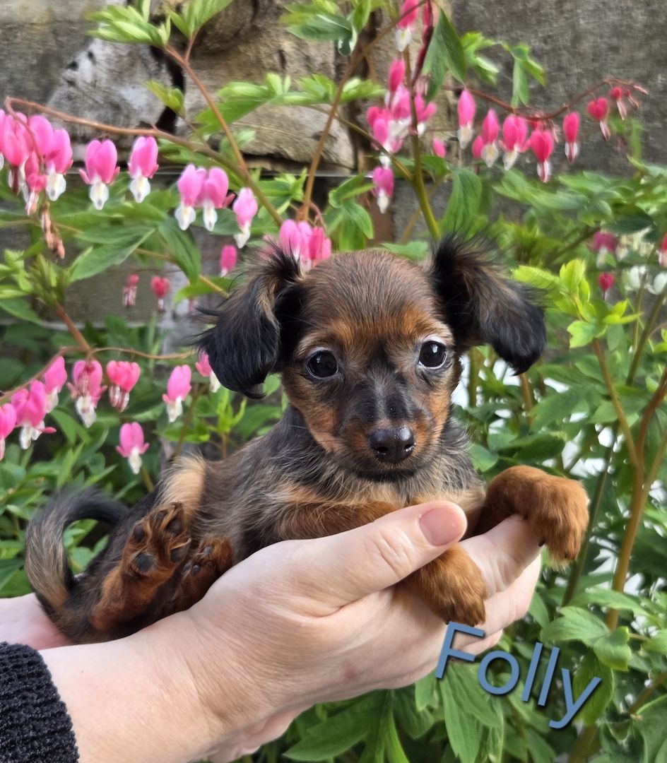 Russkiy Toy langhaarig Welpen mit FCI-VDH Ahnentafel Russkiy Toy langhaarig Welpen mit FCI-VDH Ahnentafel