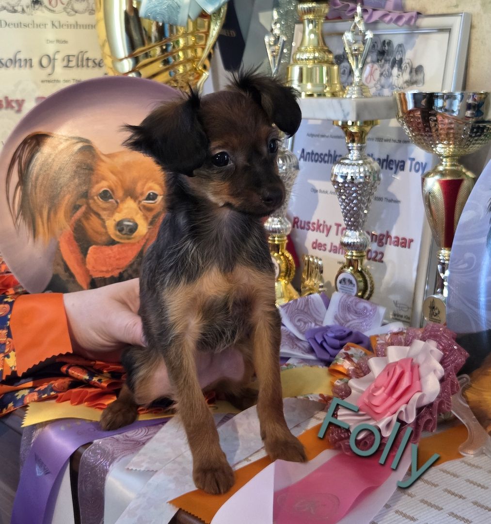Russkiy Toy langhaarig Welpen mit FCI-VDH Ahnentafel Russkiy Toy langhaarig Welpen mit FCI-VDH Ahnentafel