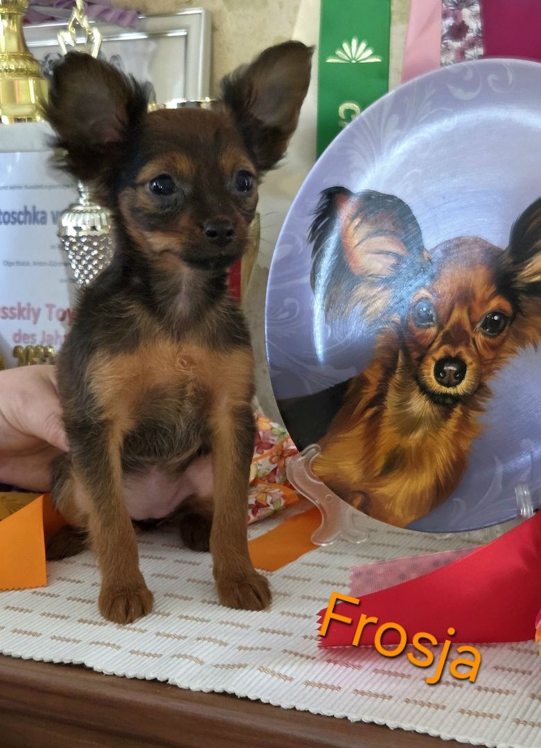 Russkiy Toy langhaarig Welpen mit FCI-VDH Ahnentafel Russkiy Toy langhaarig Welpen mit FCI-VDH Ahnentafel