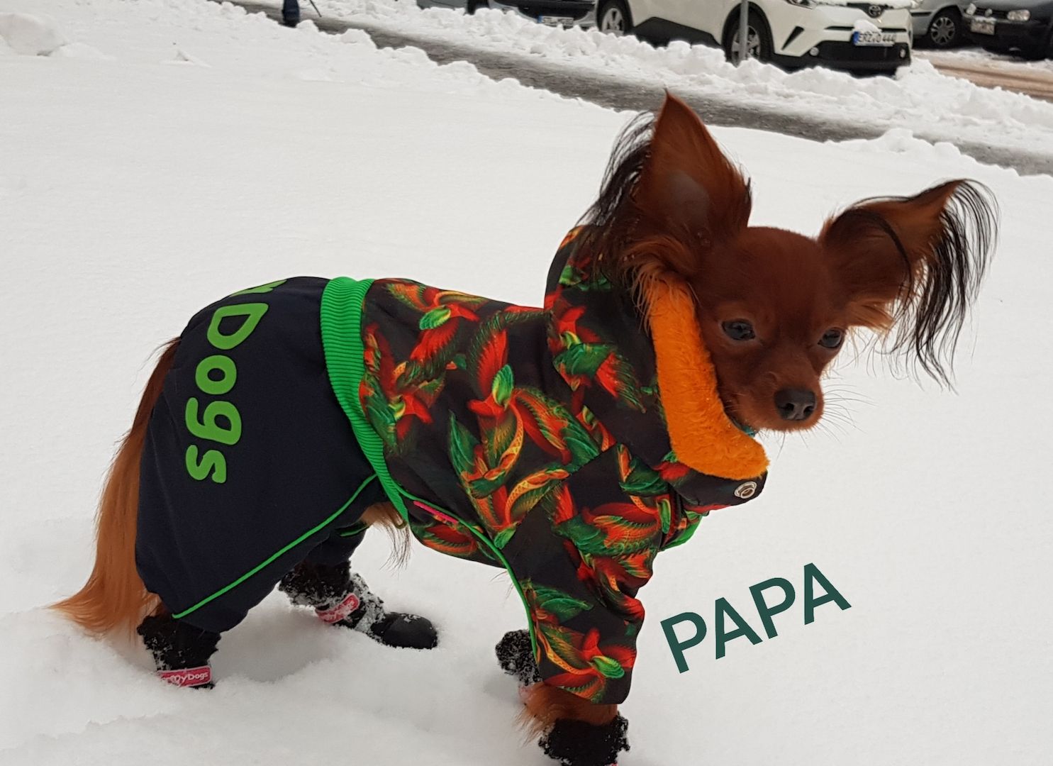 Russkiy Toy langhaarig Welpen mit FCI-VDH Ahnentafel Russkiy Toy langhaarig Welpen mit FCI-VDH Ahnentafel