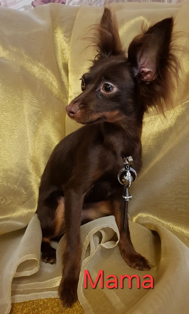 Russkiy Toy langhaarig Welpen mit FCI-VDH Ahnentafel Russkiy Toy langhaarig Welpen mit FCI-VDH Ahnentafel