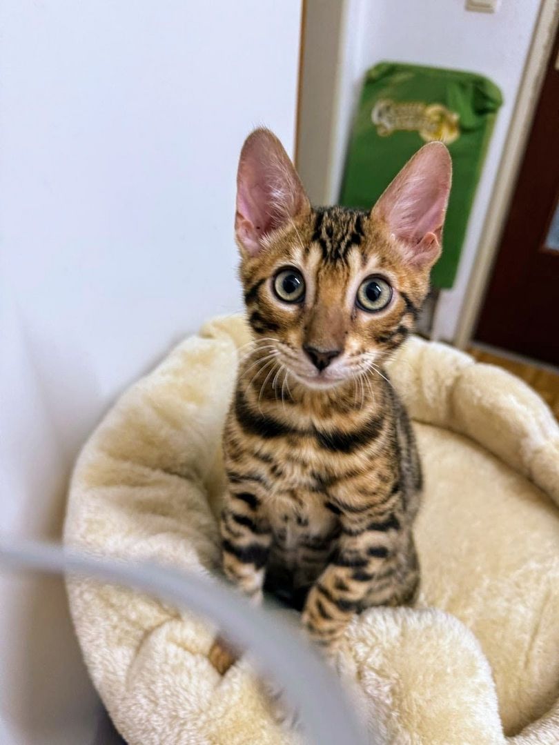 Jungkater mit großem Herz sucht ein liebevolles Zuhause