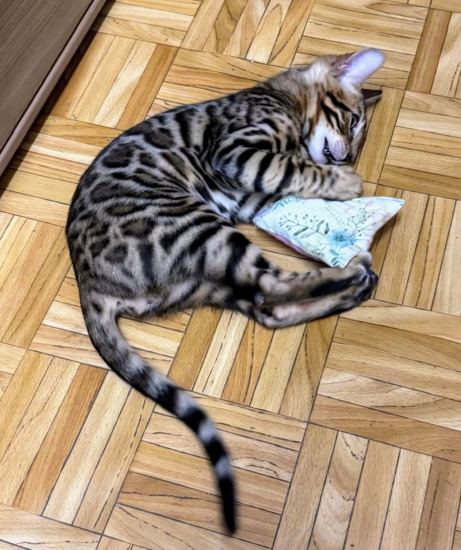 Jungkater mit großem Herz sucht ein liebevolles Zuhause