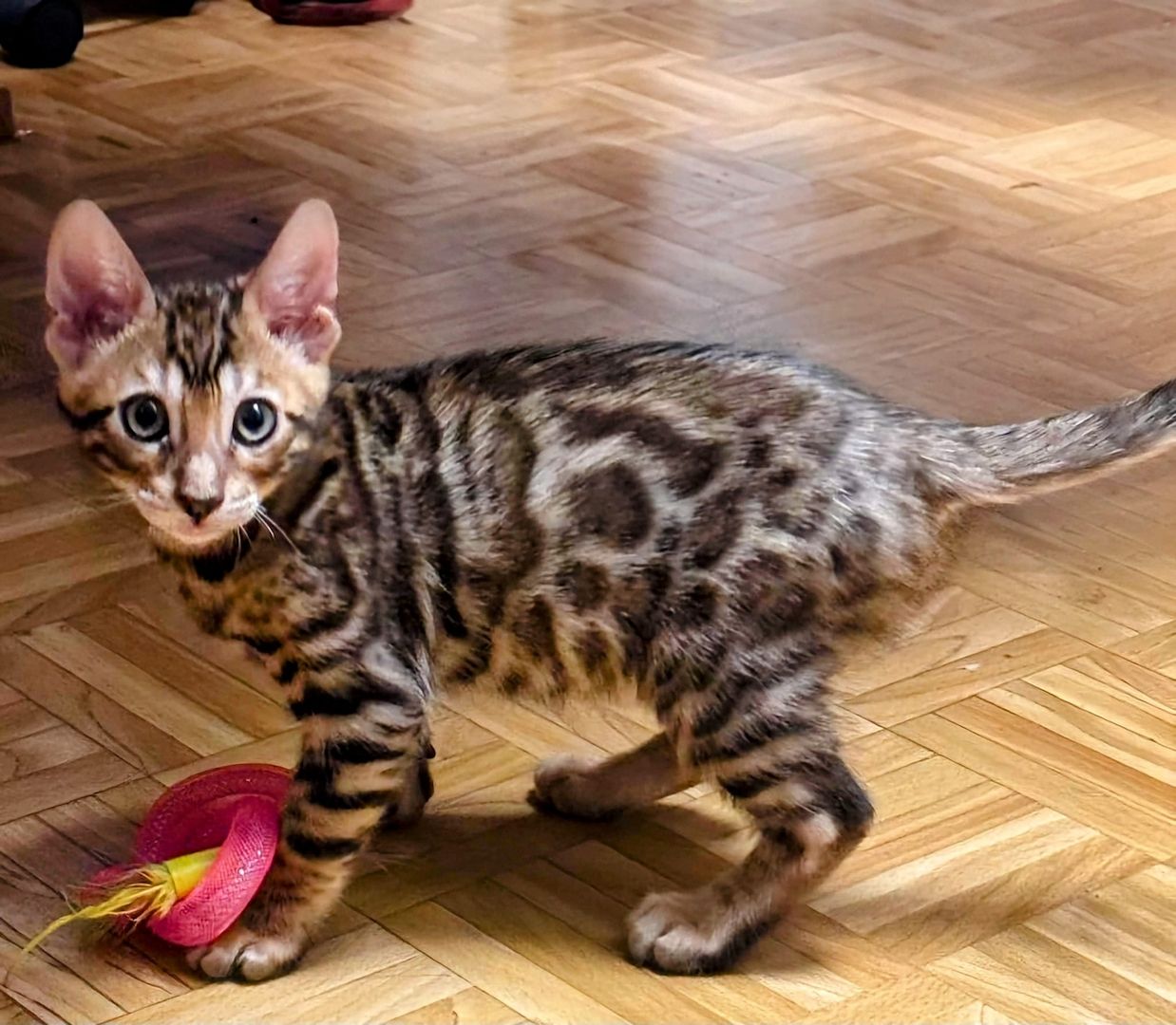 Jungkater mit großem Herz sucht ein liebevolles Zuhause