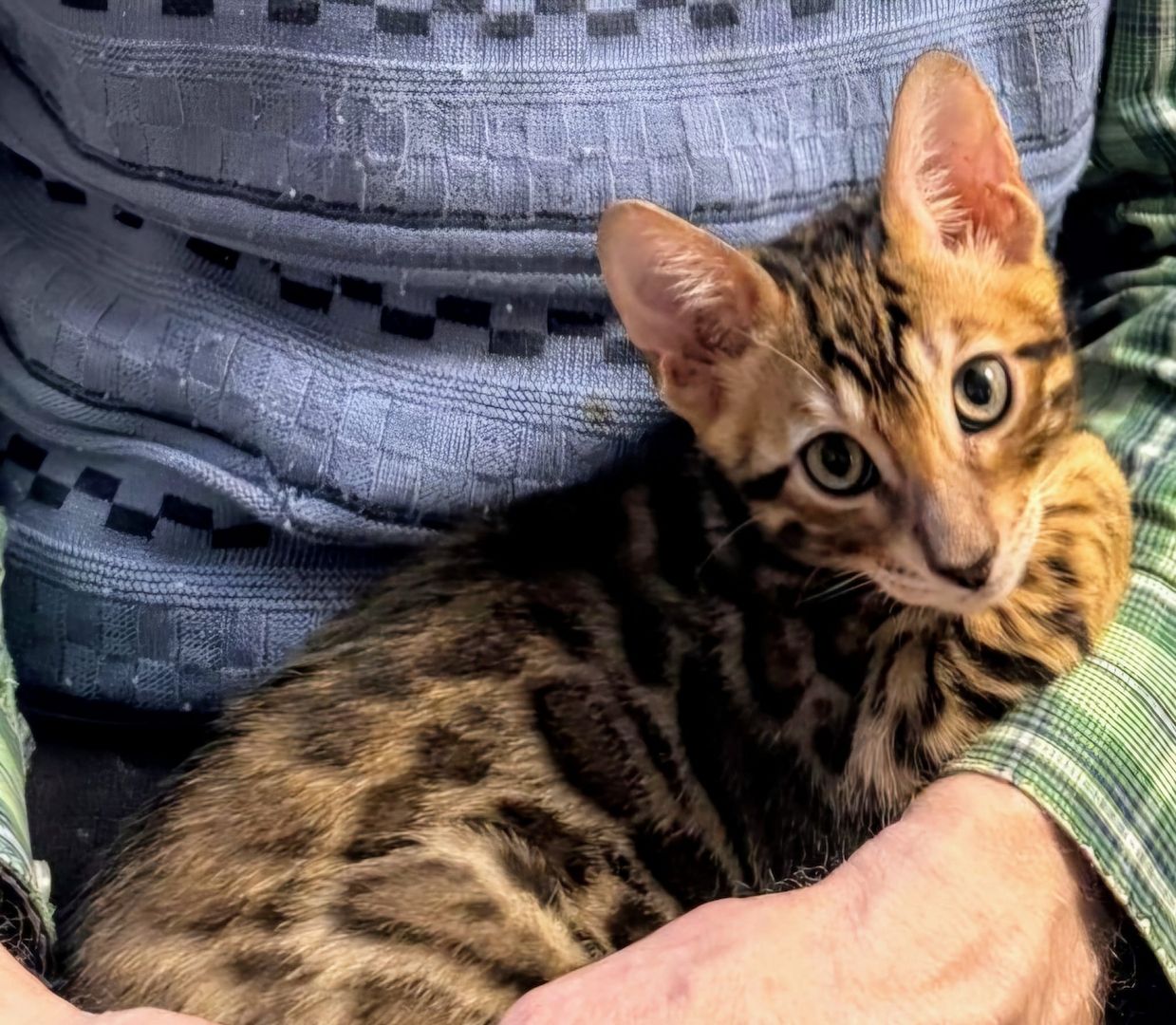 Jungkater mit großem Herz sucht ein liebevolles Zuhause