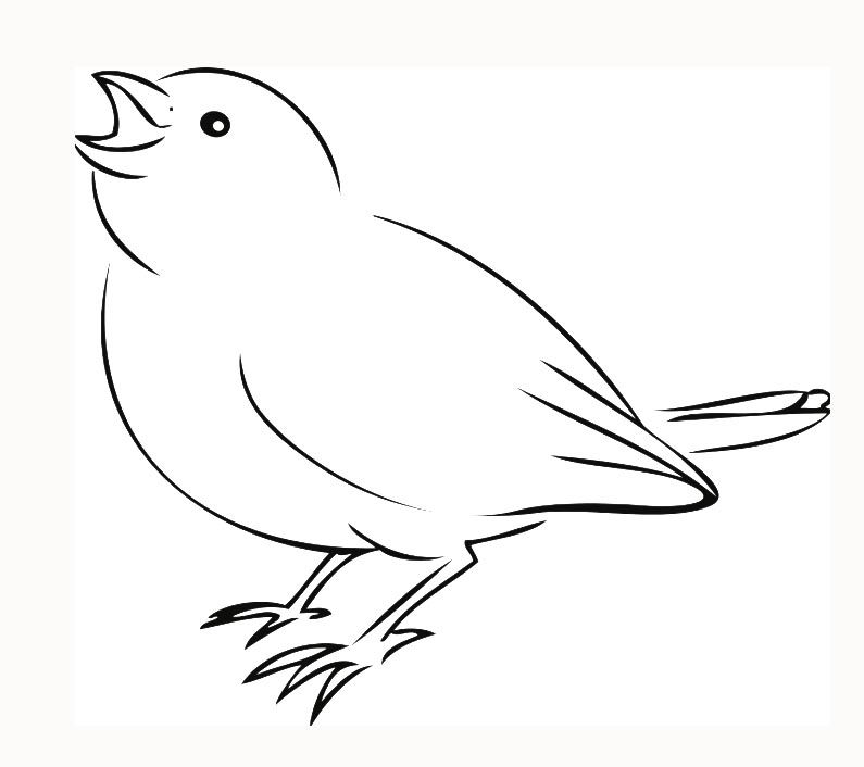 Spatzen Notfall Hilfe, Aufzucht & Pflege