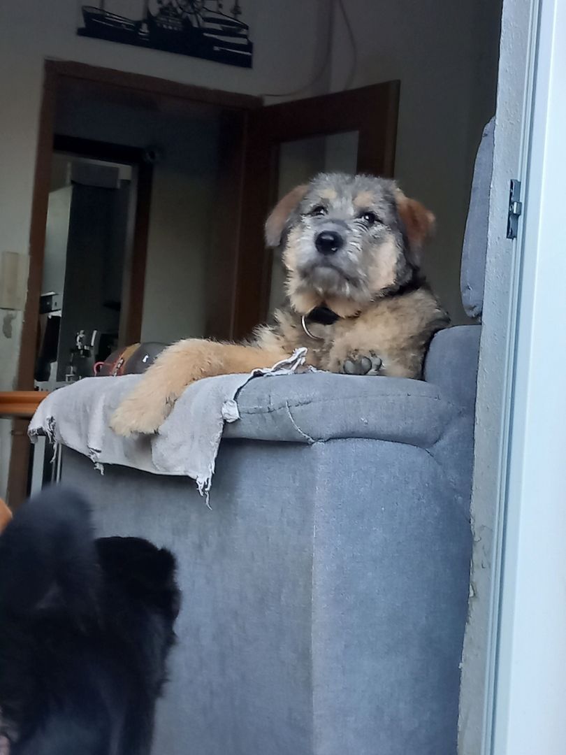 Mausi wartet auf ihren Herzensmensch