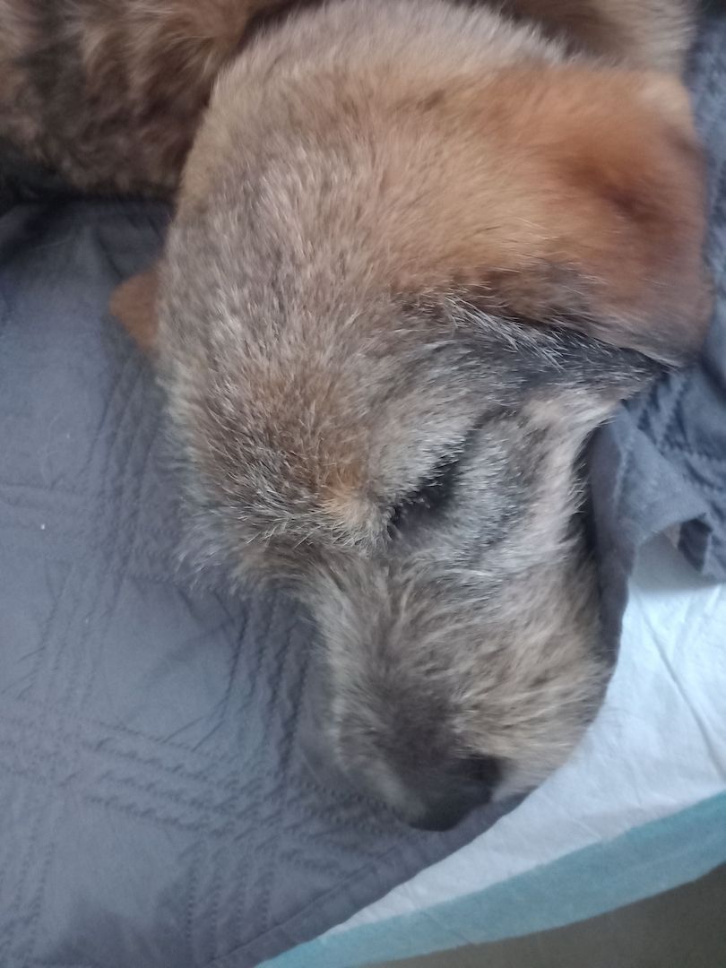 Mausi wartet auf ihren Herzensmensch