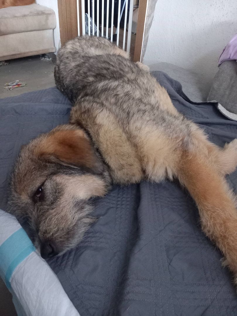 Mausi wartet auf ihren Herzensmensch