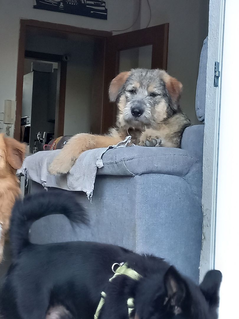 Mausi wartet auf ihren Herzensmensch