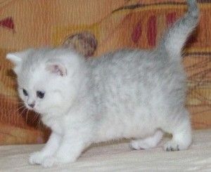 12 Wochen alte Ragdoll-Kätzchen 12 Wochen alte Ragdoll-Kätzchen