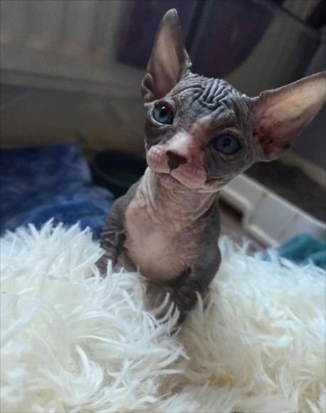 Entzückendes Sphynx-Kätzchen