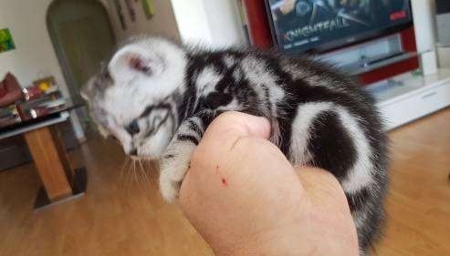 Reinrassige Wunderschöne BKH Kitten Britisch Kurzhaar Katzen