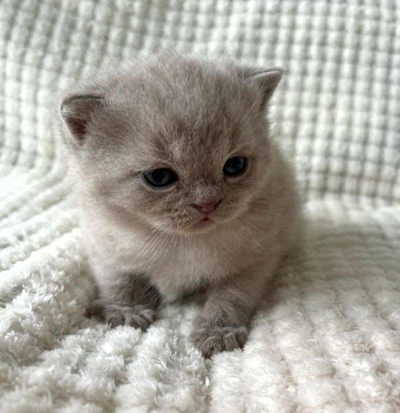 Cattery BHK Britisch Kurzhaar Kätzchen