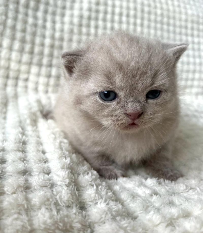 Cattery BHK Britisch Kurzhaar Kätzchen