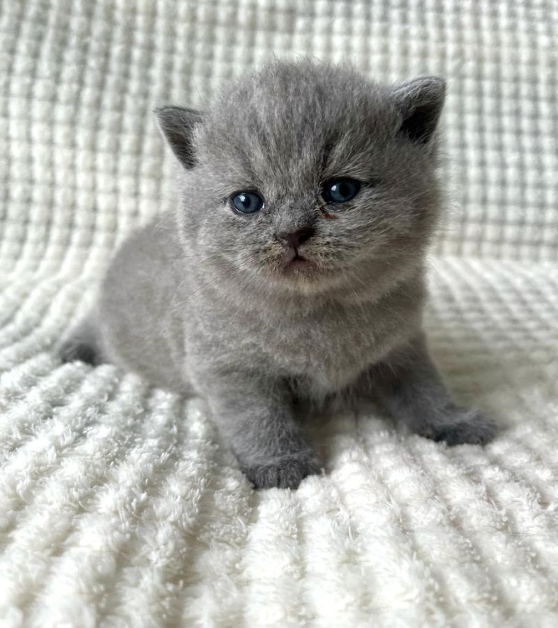 Cattery BHK Britisch Kurzhaar Kätzchen