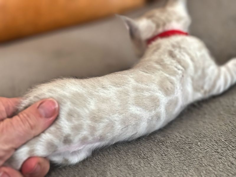 Bengal und BKH- Mischlingskitten,4 Mädchen und 3 Jungs