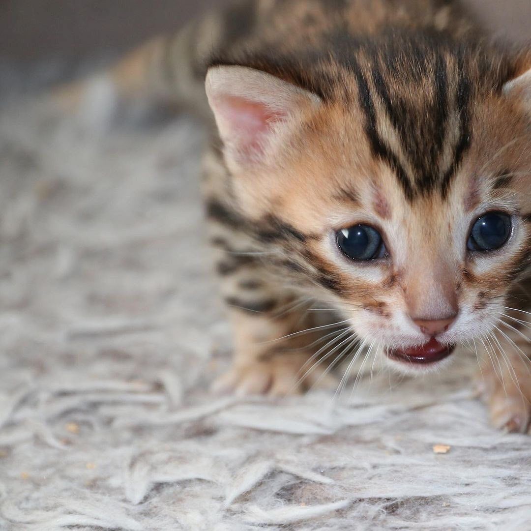 Bengal und BKH- Mischlingskitten,4 Mädchen und 3 Jungs