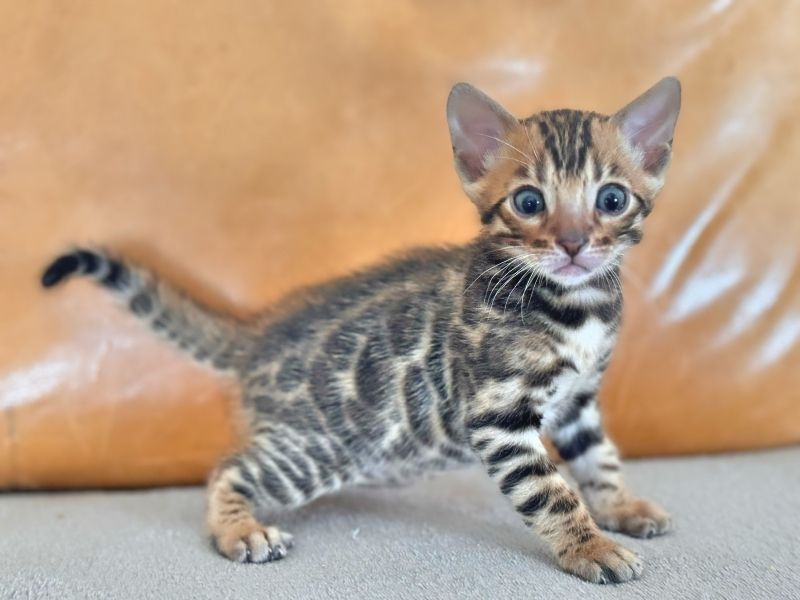 Bengal und BKH- Mischlingskitten,4 Mädchen und 3 Jungs