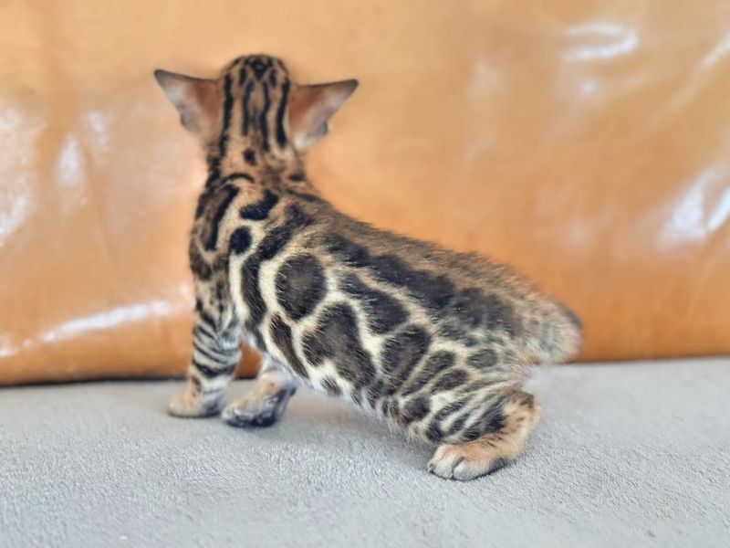 Bengal und BKH- Mischlingskitten,4 Mädchen und 3 Jungs