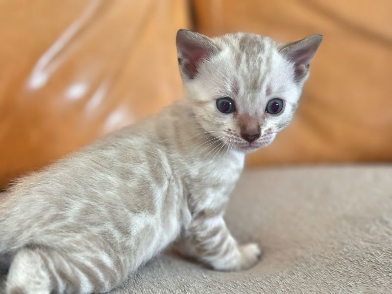 Bengal und BKH- Mischlingskitten,4 Mädchen und 3 Jungs
