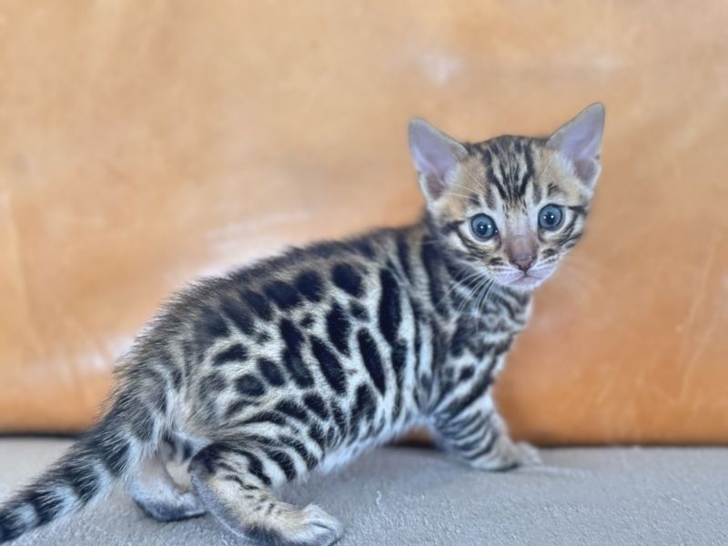 Bengal und BKH- Mischlingskitten,4 Mädchen und 3 Jungs
