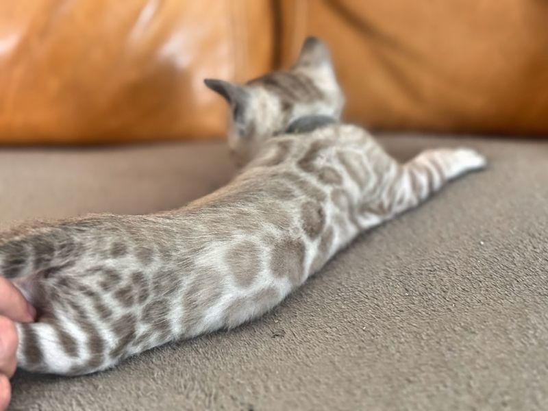 Bengal und BKH- Mischlingskitten,4 Mädchen und 3 Jungs