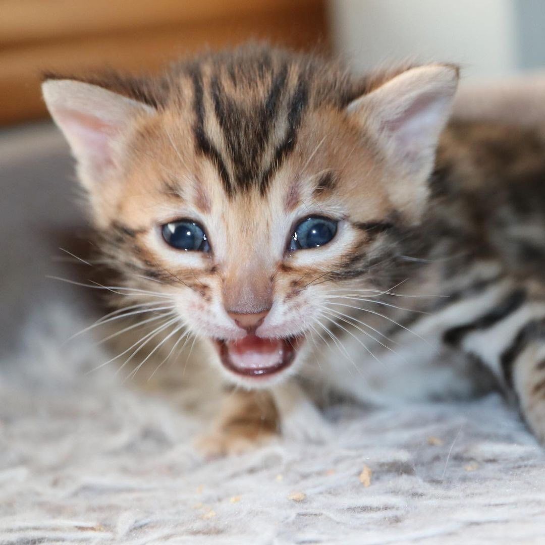 Bengal und BKH- Mischlingskitten,4 Mädchen und 3 Jungs