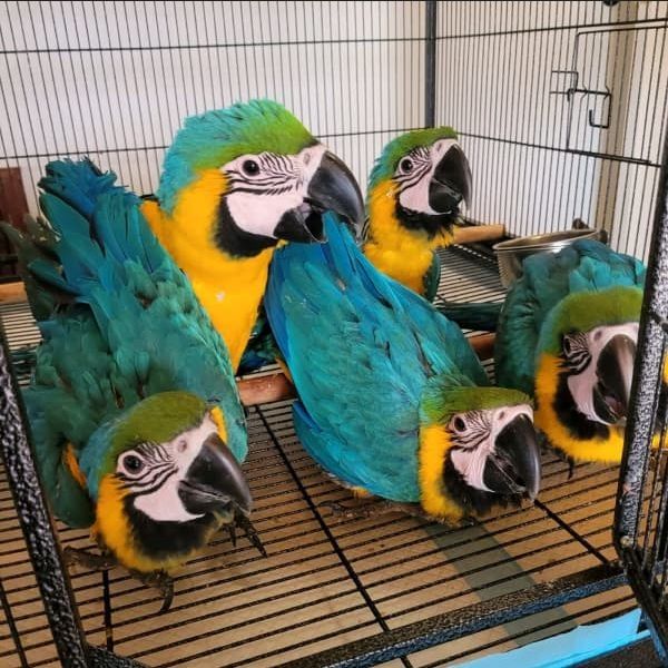 Junge Gelbbrustara papageien