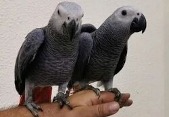 Graupapageien zu verkaufen