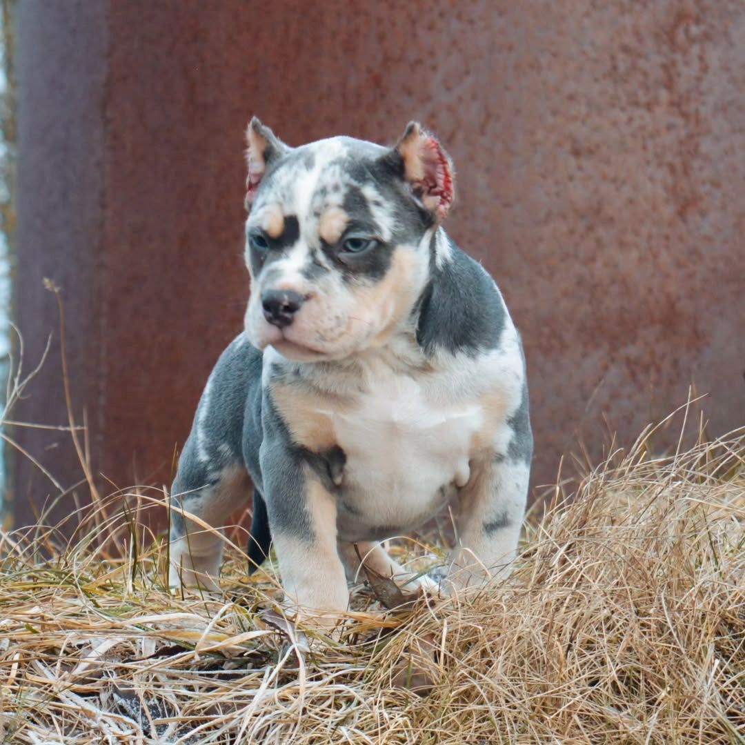 Pocket/Micro American Bully von außergewöhnlicher Qualität. Pocket/Micro American Bully von außergewöhnlicher Qualität.