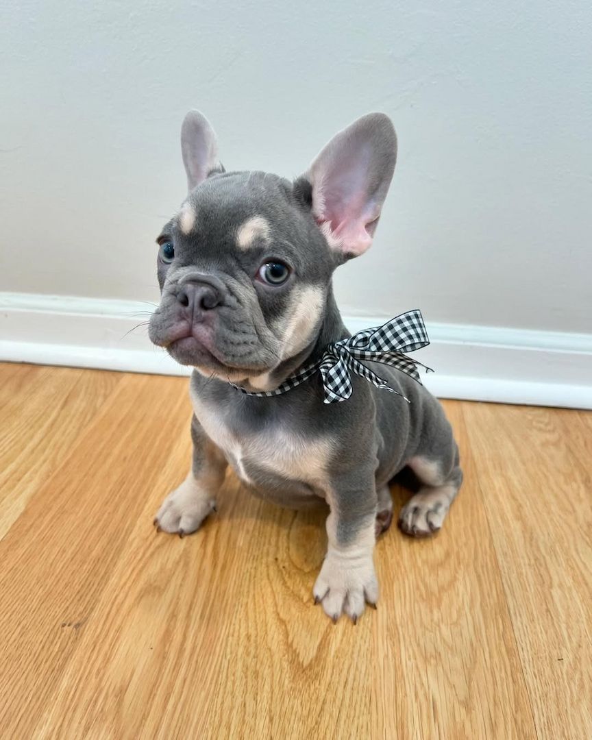 Französische bulldogge welpen