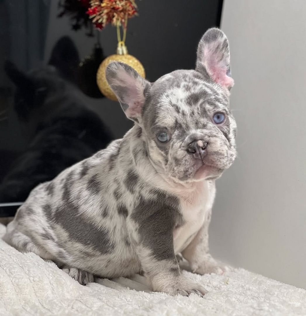 Französische bulldogge welpen