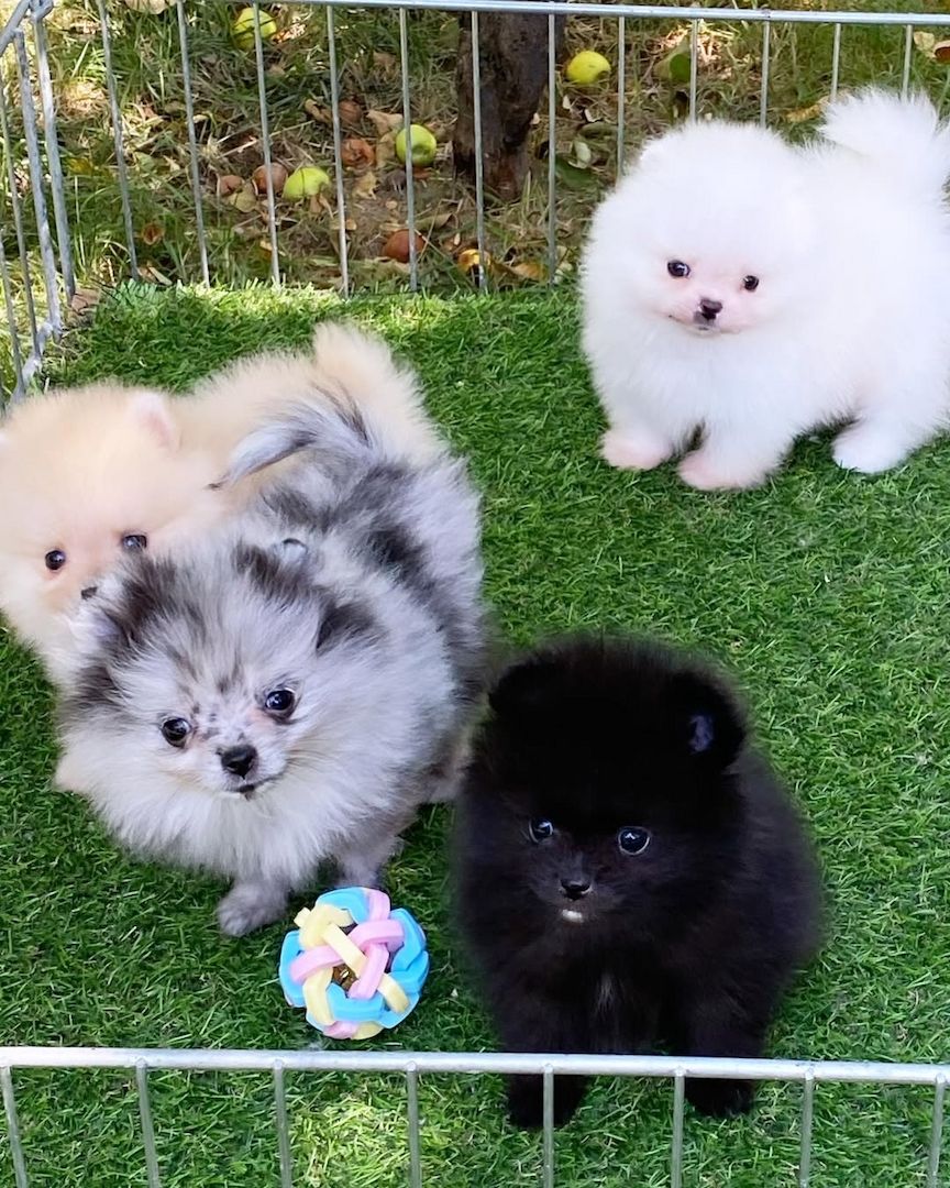 Pomeranian/Zwergspitz Welpen.