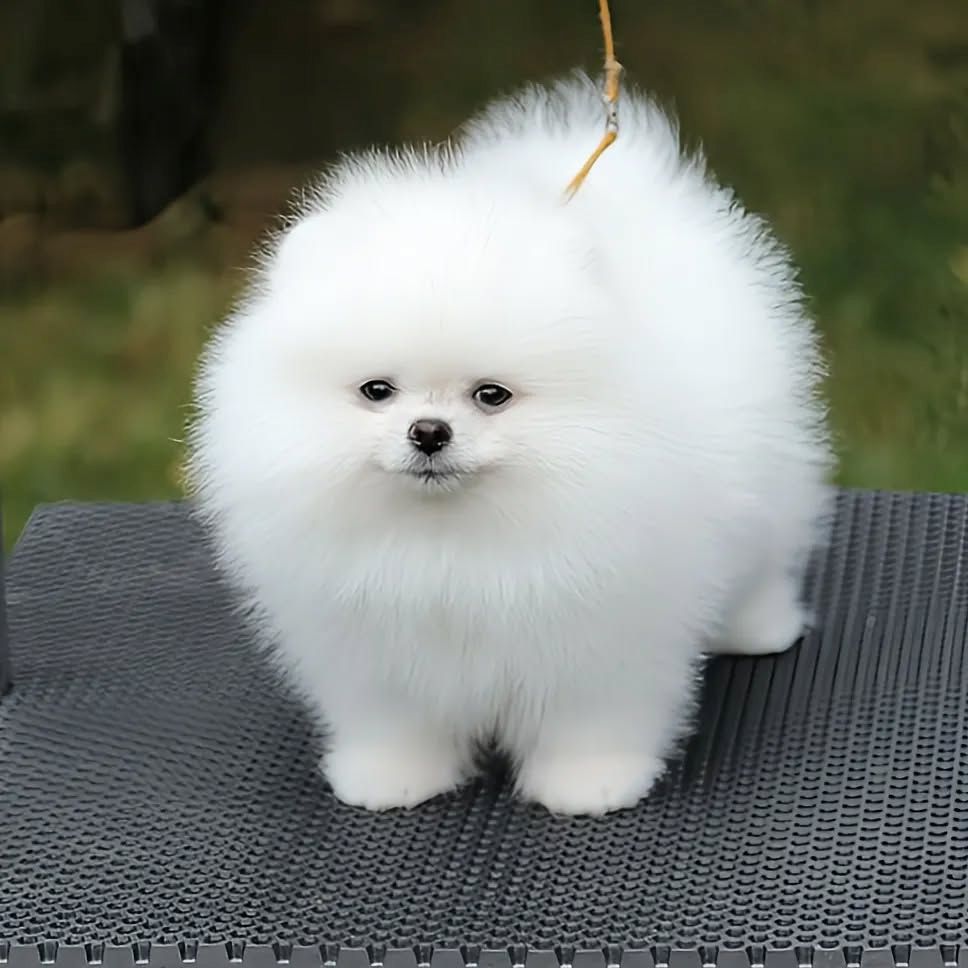 Pomeranian/Zwergspitz Welpen.