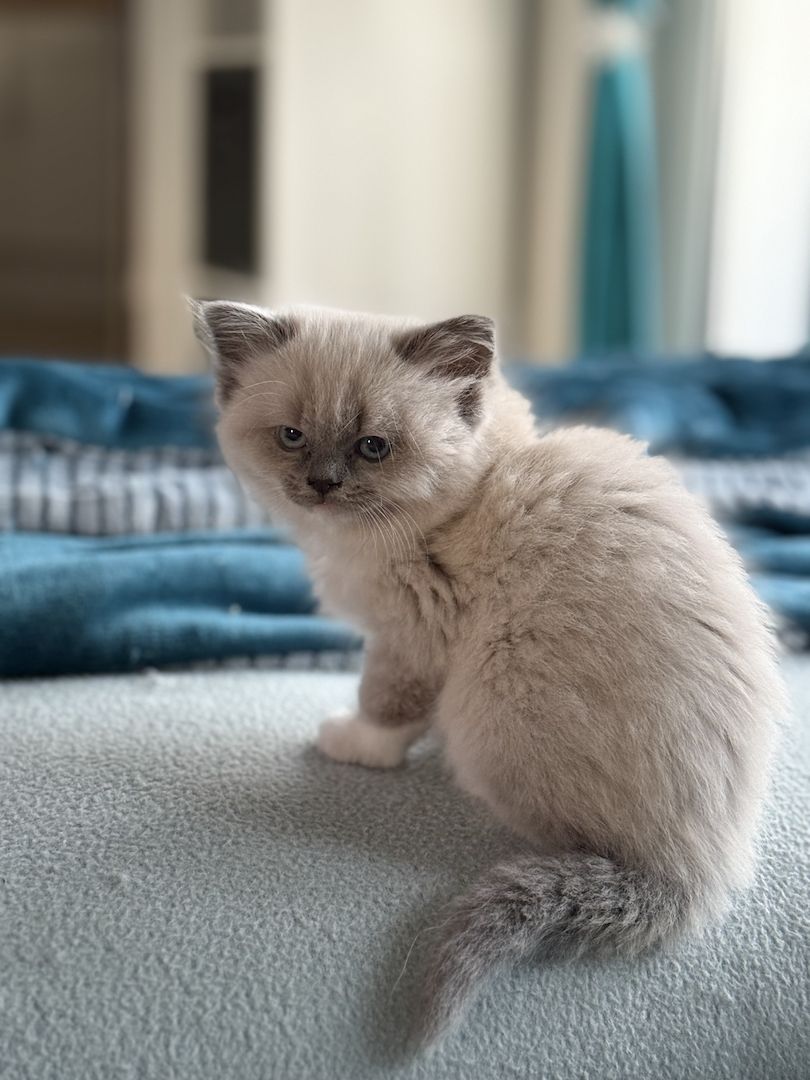 Heilige Birma -Ragdoll Kitten Kater