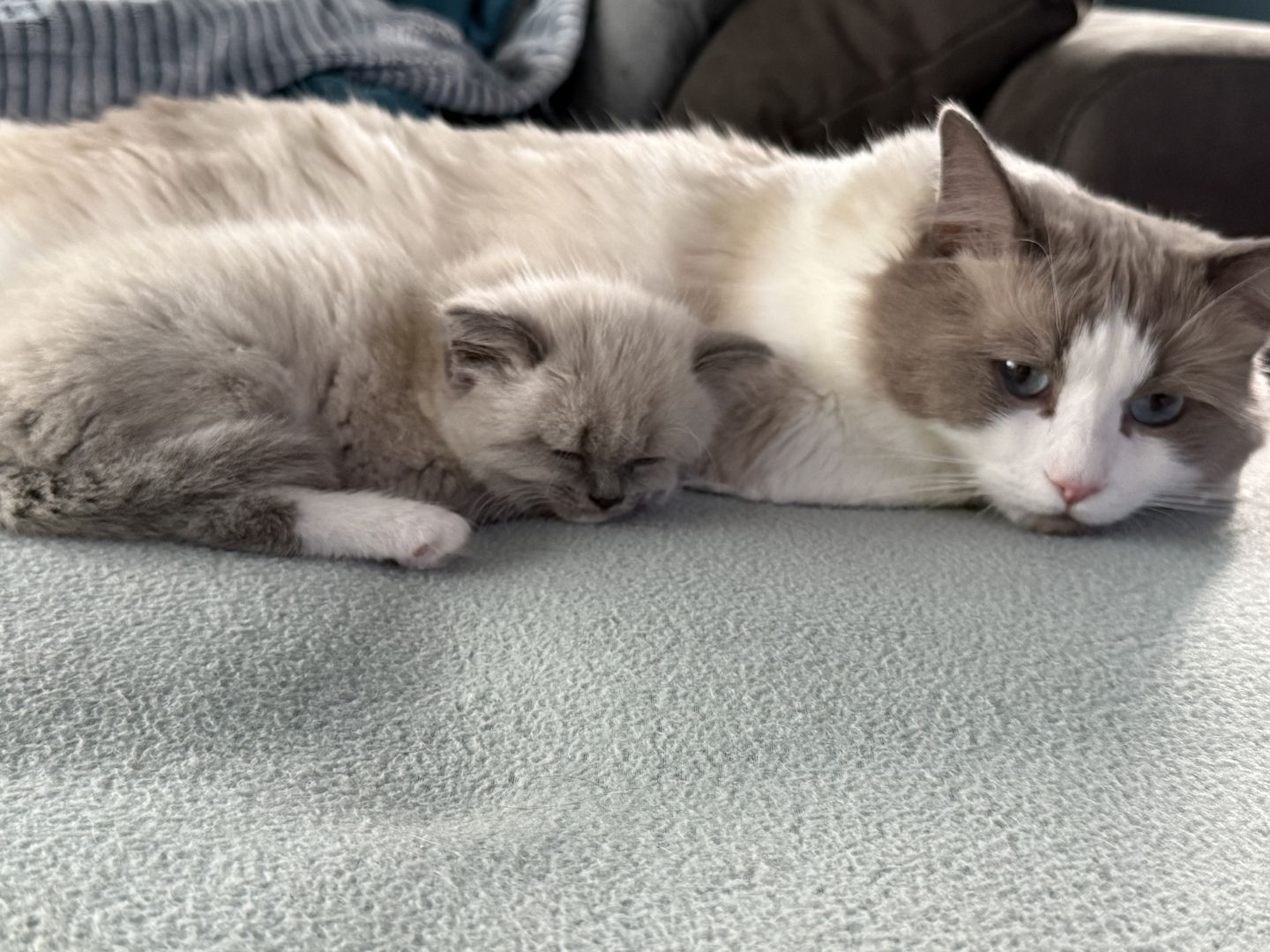 Heilige Birma -Ragdoll Kitten Kater