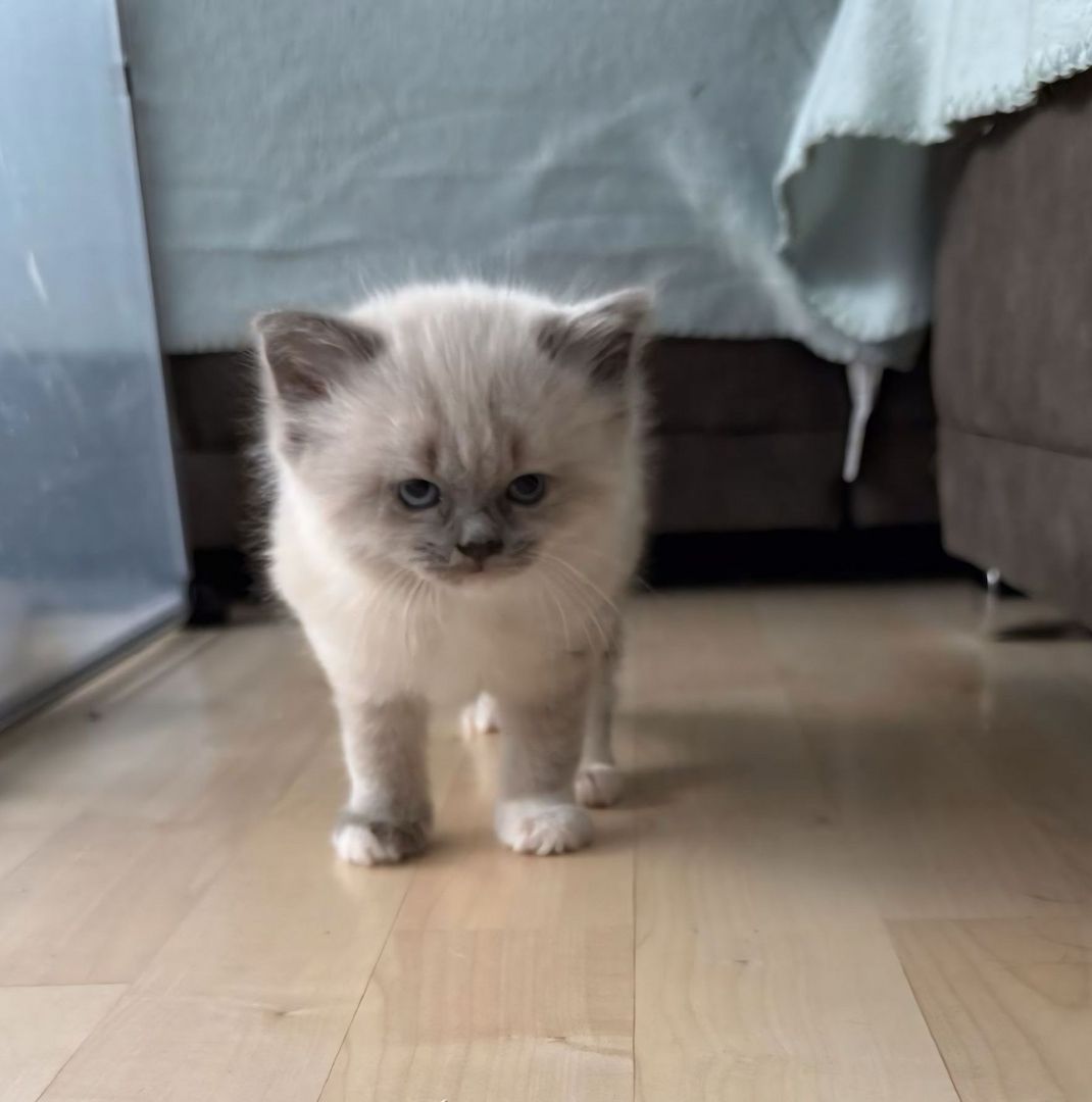 Heilige Birma -Ragdoll Kitten Kater