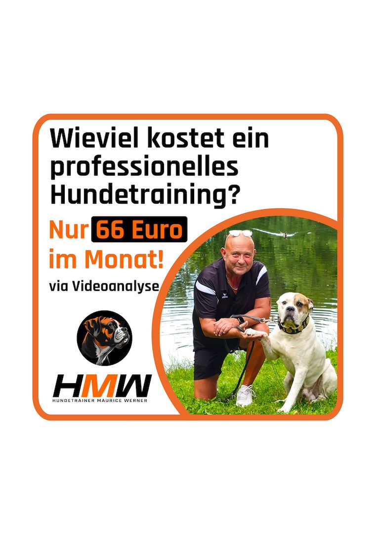 Innovatives Hundetraining durch Videoanalyse