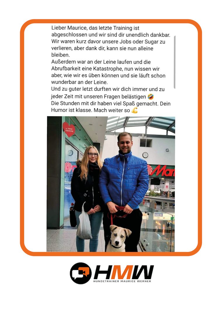 Innovatives Hundetraining durch Videoanalyse