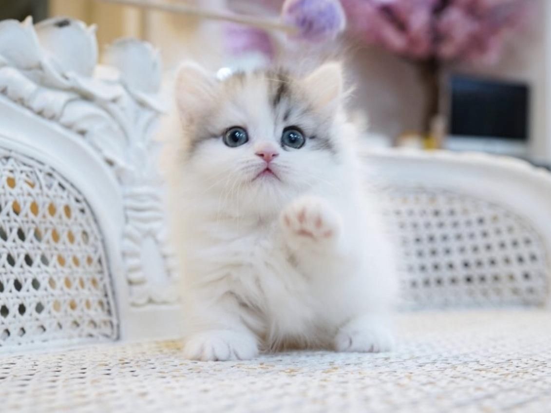 Munchkin-Kätzchen zu verkaufen