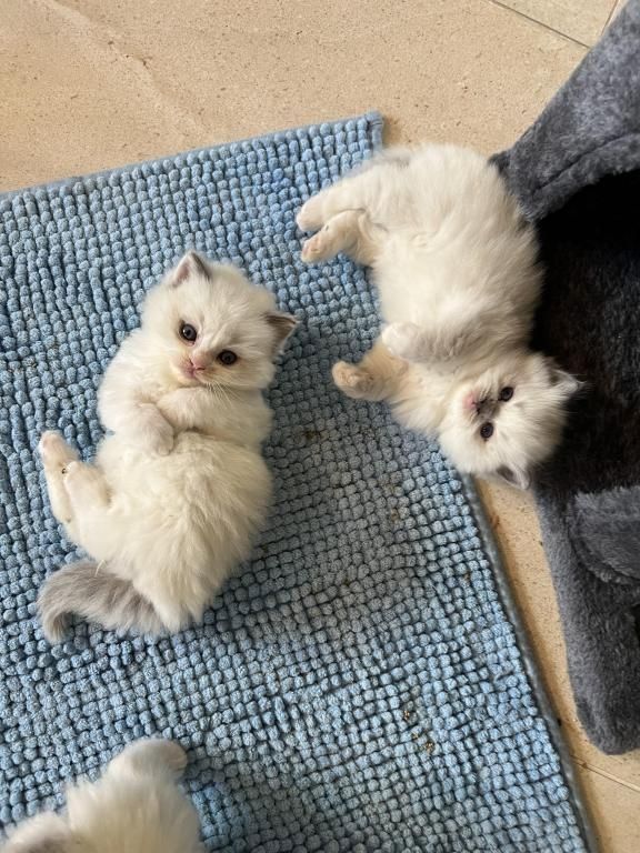 Ragdoll-Kätzchen zu verkaufen