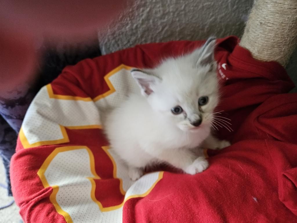 Siamkatzen-Kätzchen zu verkaufen