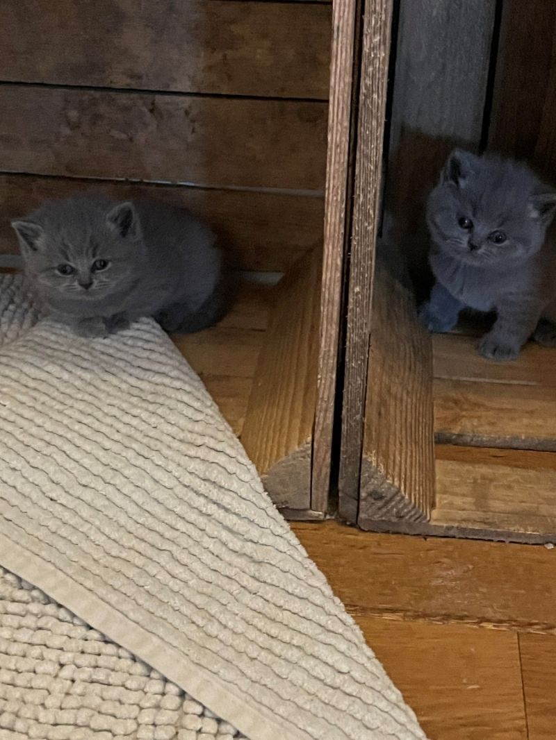 Kitten ab 12. Woche abzugeben in wundervolle Hände